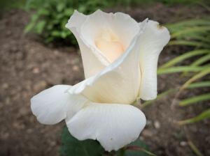 white rose.jpg 2.jpg