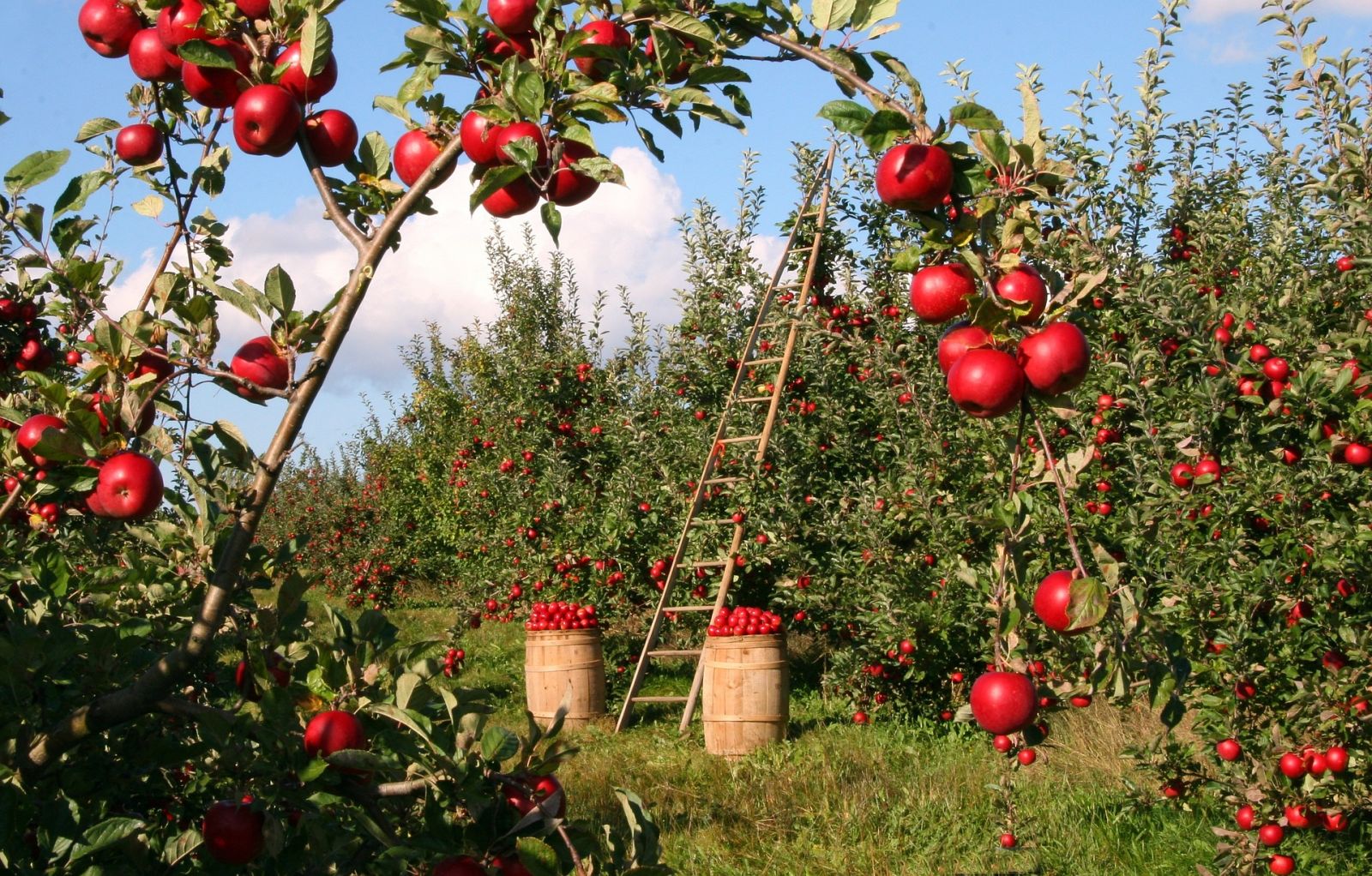 Apples in an orchard